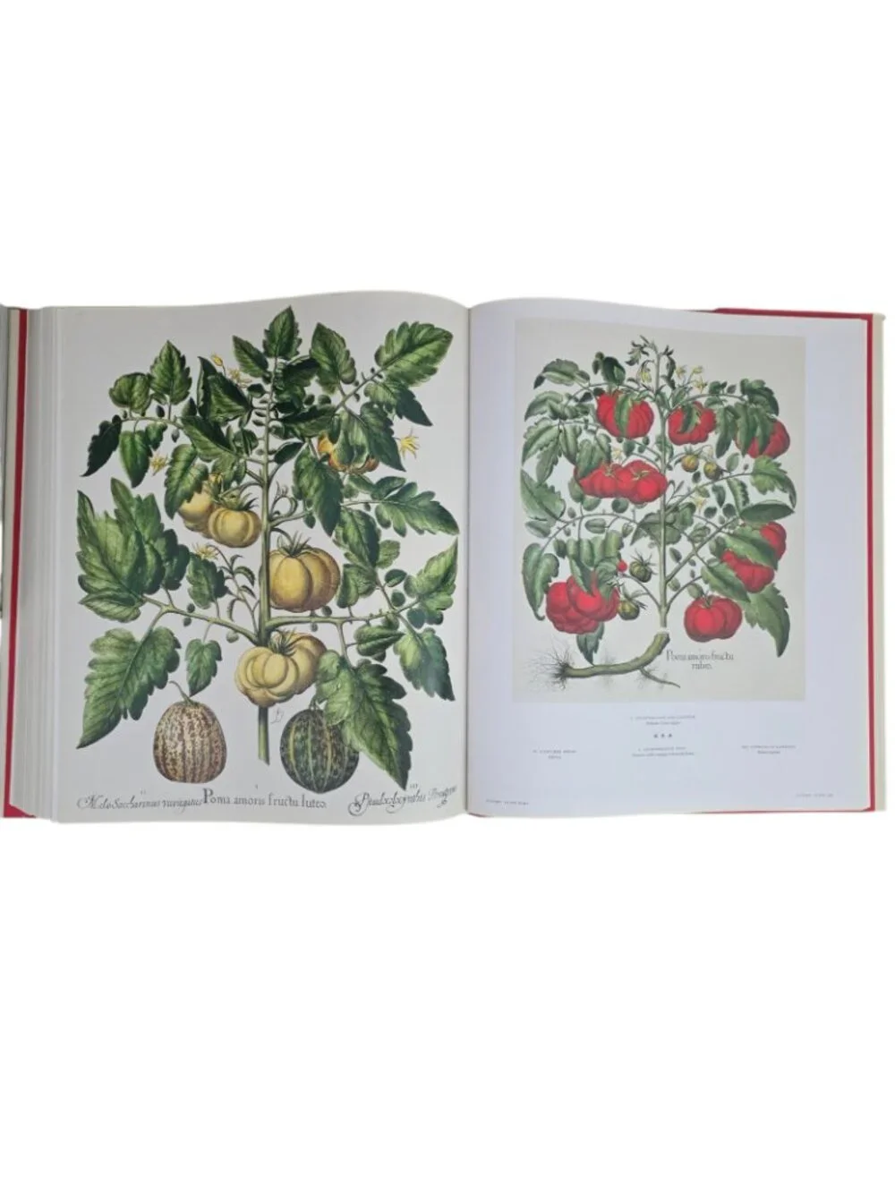 The Book of Plants: The Complete Plates Taschen 25th Anniversary Besler HCDJ
